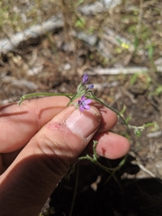 Gilia nevinii