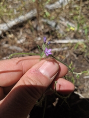 Gilia nevinii