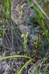Pterostylis orbiculata
