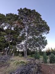Cupressus guadalupensis
