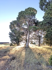 Cupressus guadalupensis