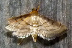 Marasmia cochrusalis