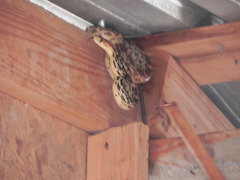 Pituophis vertebralis