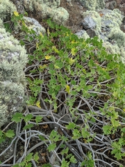 Malva occidentalis