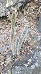 Nyctocereus serpentinus