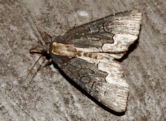 Dypterygia rozmani