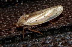Ponana quadralaba