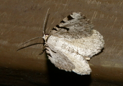Macaria subcessaria