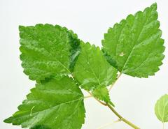 Laportea peduncularis latidens