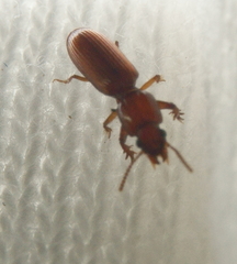 Clivina