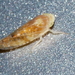 Platymetopius vitellina - Photo (c) psweet, algunos derechos reservados (CC BY-SA), subido por psweet