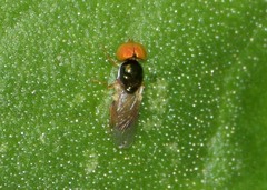 Microchrysa flaviventris