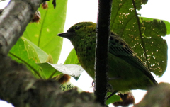 Ixothraupis xanthogastra