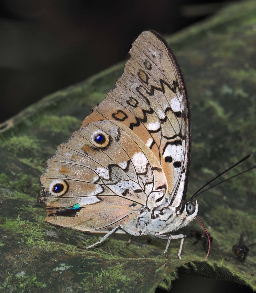 Prepona eugenes