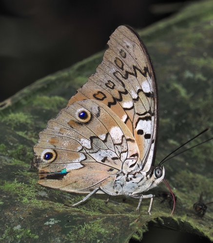 Prepona eugenes