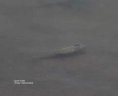 Pseudoxiphophorus jonesii