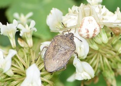 Hymenarcys nervosa
