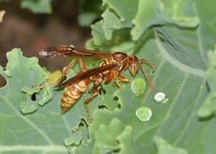 Polistes apachus texanus