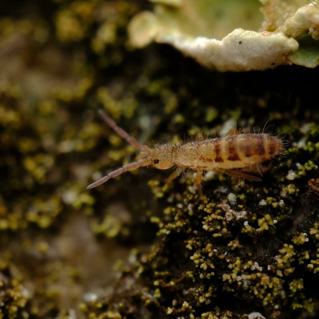 Orchesella ainsliei