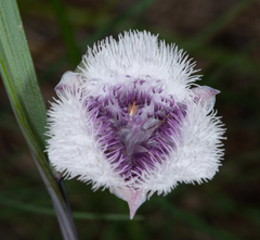 Calochortus coeruleus