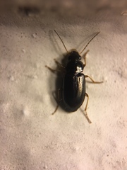 Selenophorus