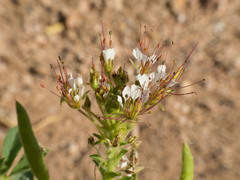 Polanisia dodecandra trachysperma