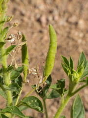 Polanisia dodecandra trachysperma