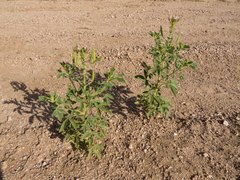 Polanisia dodecandra trachysperma