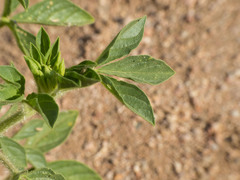 Polanisia dodecandra trachysperma