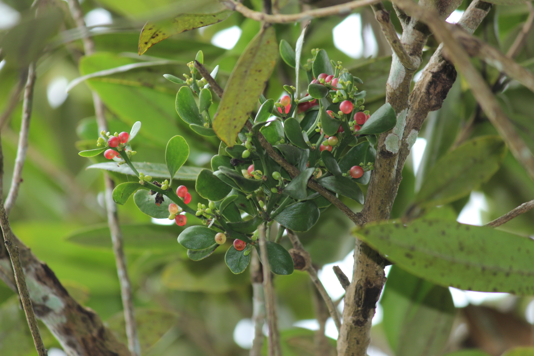 Antidaphne wrightii