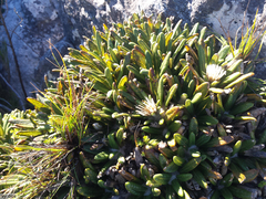 Oldenburgia paradoxa