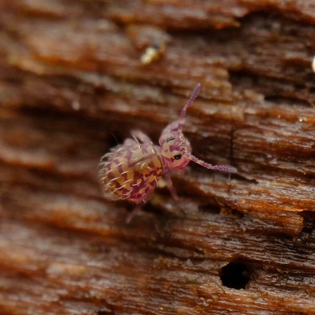 Sphyrotheca minnesotensis