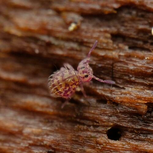 Sphyrotheca minnesotensis