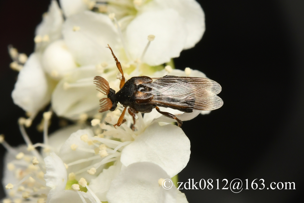 Ripiphorus chalcidoides