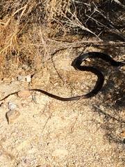 Masticophis fuliginosus