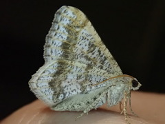 Digrammia ocellinata