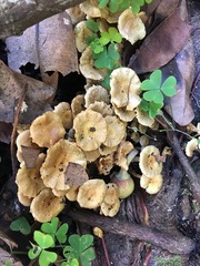 Pholiota subflammans