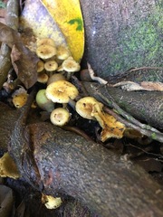 Pholiota subflammans