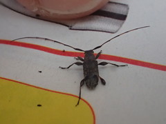 Hyperplatys maculatus