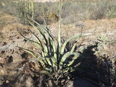 Agave aurea
