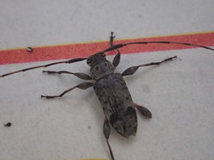 Hyperplatys maculatus