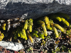 Phlegmariurus gnidioides