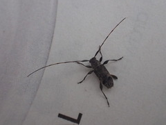 Hyperplatys maculatus