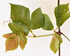 Rhoicissus rhomboidea