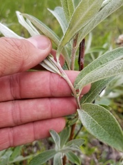 Salix candida