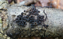 Rosellinia corticium