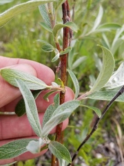 Salix candida