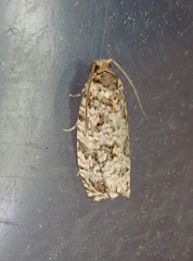 Phaecasiophora niveiguttana