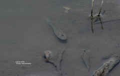Pseudoxiphophorus jonesii