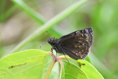 Erynnis martialis